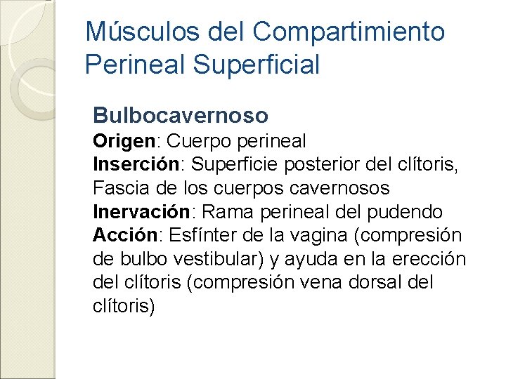 Músculos del Compartimiento Perineal Superficial Bulbocavernoso Origen: Cuerpo perineal Inserción: Superficie posterior del clítoris,