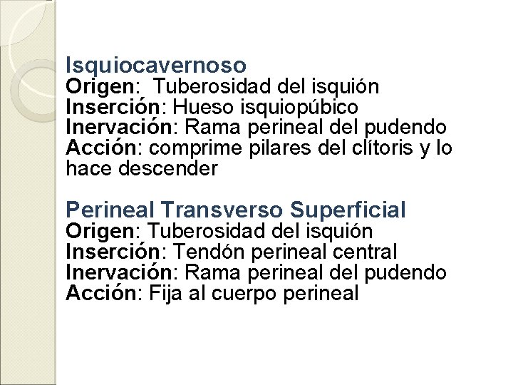 Isquiocavernoso Origen: Tuberosidad del isquión Inserción: Hueso isquiopúbico Inervación: Rama perineal del pudendo Acción: