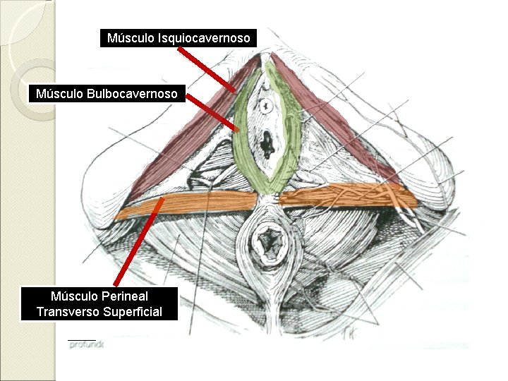 Músculo Isquiocavernoso Músculo Bulbocavernoso Músculo Perineal Transverso Superficial 