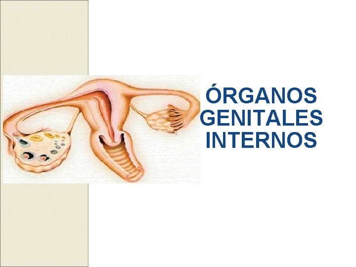 ÓRGANOS GENITALES INTERNOS 