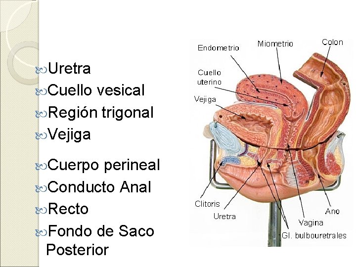  Uretra Cuello vesical Región trigonal Vejiga Cuerpo perineal Conducto Anal Recto Fondo de