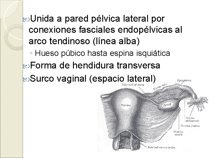 Unida a pared pélvica lateral por conexiones fasciales endopélvicas al arco tendinoso (línea