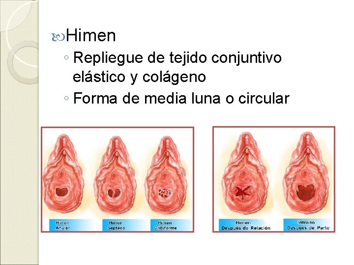  Himen ◦ Repliegue de tejido conjuntivo elástico y colágeno ◦ Forma de media