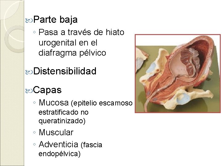  Parte baja ◦ Pasa a través de hiato urogenital en el diafragma pélvico