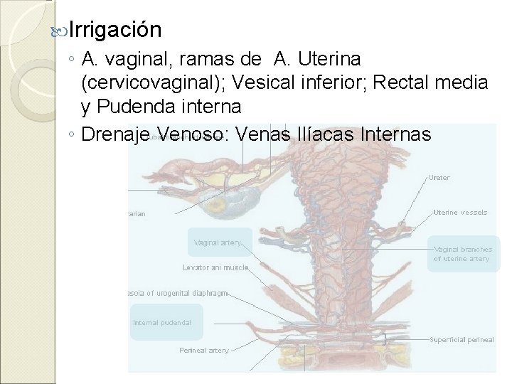  Irrigación ◦ A. vaginal, ramas de A. Uterina (cervicovaginal); Vesical inferior; Rectal media