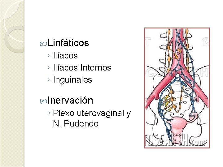  Linfáticos ◦ Ilíacos Internos ◦ Inguinales Inervación ◦ Plexo uterovaginal y N. Pudendo