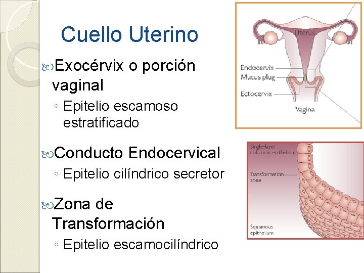 Cuello Uterino Exocérvix o porción vaginal ◦ Epitelio escamoso estratificado Conducto Endocervical ◦ Epitelio