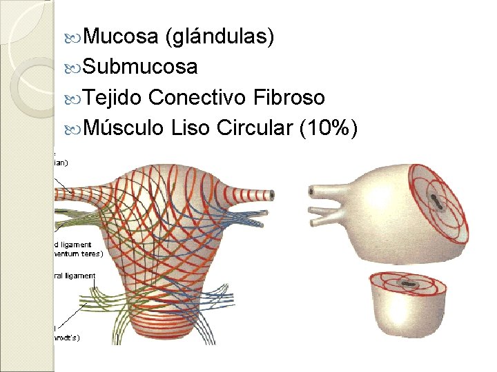  Mucosa (glándulas) Submucosa Tejido Conectivo Fibroso Músculo Liso Circular (10%) 