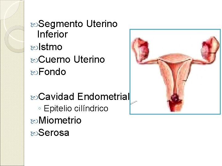  Segmento Uterino Inferior Istmo Cuerno Uterino Fondo Cavidad Endometrial ◦ Epitelio cilíndrico Miometrio