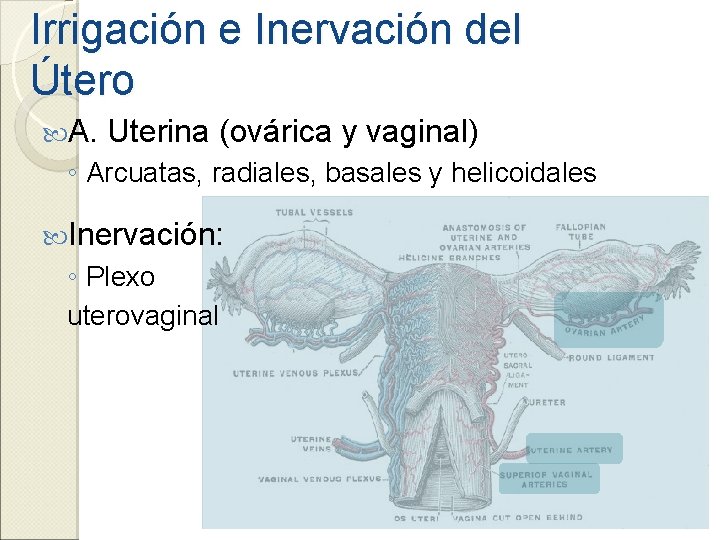 Irrigación e Inervación del Útero A. Uterina (ovárica y vaginal) ◦ Arcuatas, radiales, basales