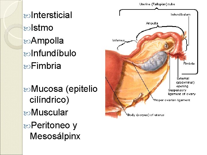  Intersticial Istmo Ampolla Infundíbulo Fimbria Mucosa (epitelio cilíndrico) Muscular Peritoneo y Mesosálpinx 