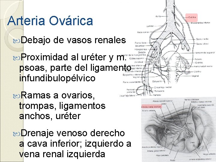 Arteria Ovárica Debajo de vasos renales Proximidad al uréter y m. psoas, parte del