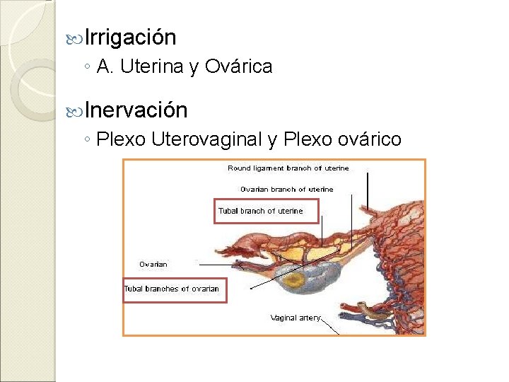  Irrigación ◦ A. Uterina y Ovárica Inervación ◦ Plexo Uterovaginal y Plexo ovárico