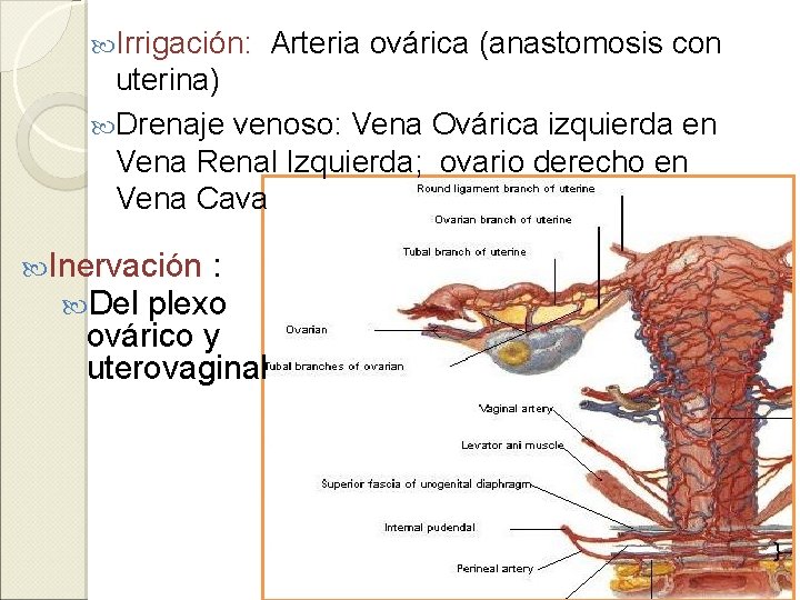  Irrigación: Arteria ovárica (anastomosis con uterina) Drenaje venoso: Vena Ovárica izquierda en Vena