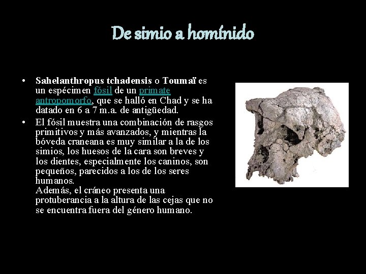 De simio a homínido • Sahelanthropus tchadensis o Toumaï es un espécimen fósil de