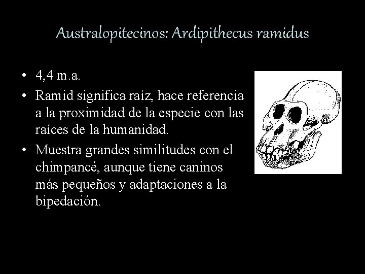 Australopitecinos: Ardipithecus ramidus • 4, 4 m. a. • Ramid significa raíz, hace referencia