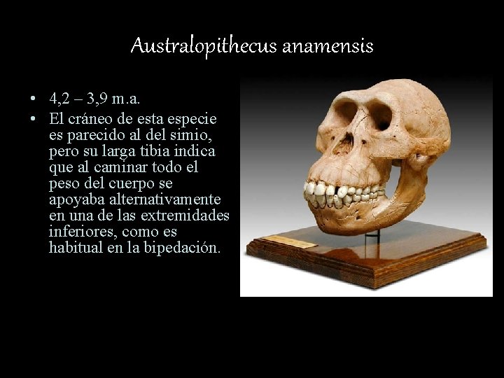 Australopithecus anamensis • 4, 2 – 3, 9 m. a. • El cráneo de