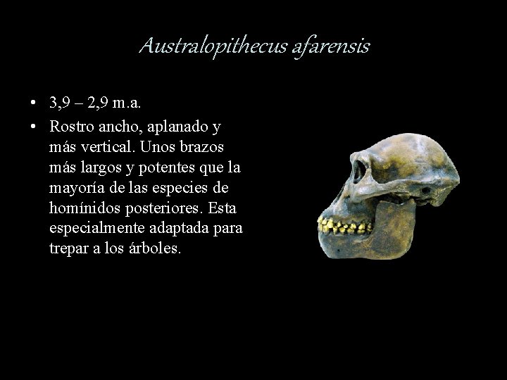 Australopithecus afarensis • 3, 9 – 2, 9 m. a. • Rostro ancho, aplanado