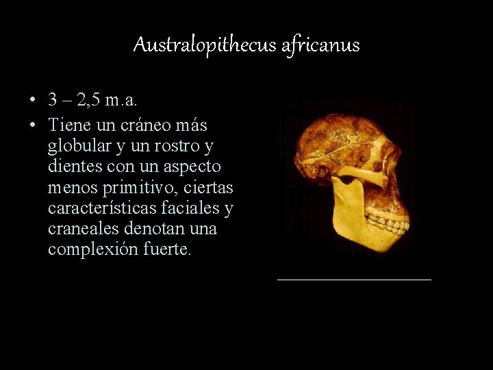 Australopithecus africanus • 3 – 2, 5 m. a. • Tiene un cráneo más