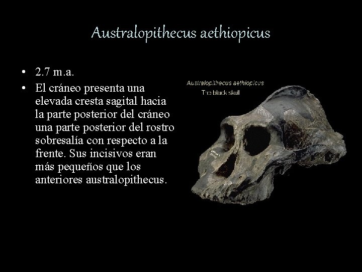 Australopithecus aethiopicus • 2. 7 m. a. • El cráneo presenta una elevada cresta