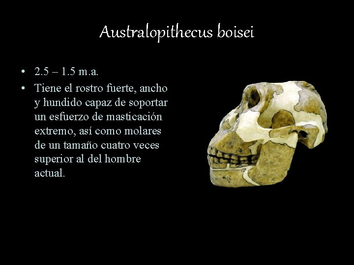 Australopithecus boisei • 2. 5 – 1. 5 m. a. • Tiene el rostro