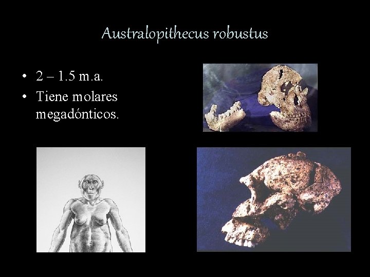 Australopithecus robustus • 2 – 1. 5 m. a. • Tiene molares megadónticos. 