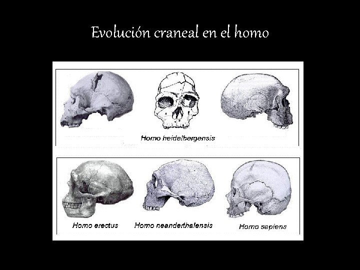 Evolución craneal en el homo 