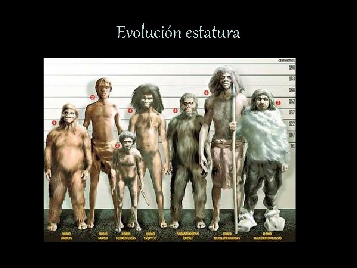 Evolución estatura 