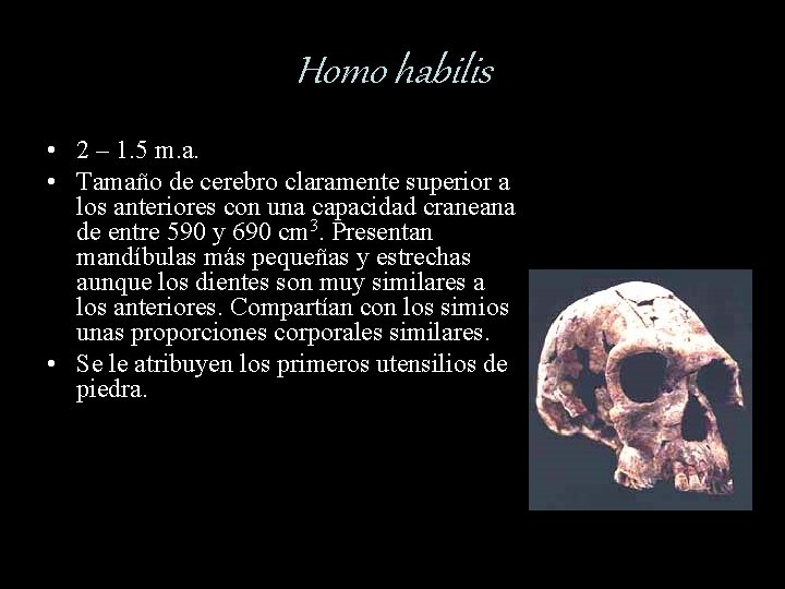 Homo habilis • 2 – 1. 5 m. a. • Tamaño de cerebro claramente