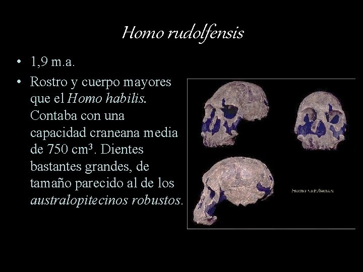 Homo rudolfensis • 1, 9 m. a. • Rostro y cuerpo mayores que el