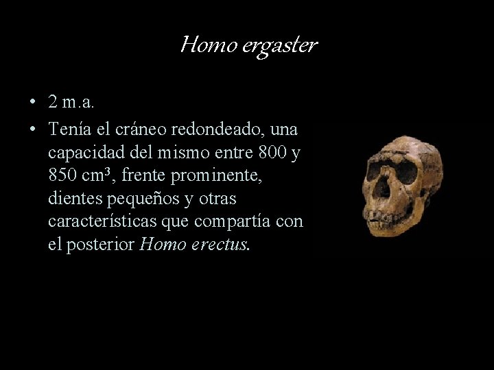 Homo ergaster • 2 m. a. • Tenía el cráneo redondeado, una capacidad del