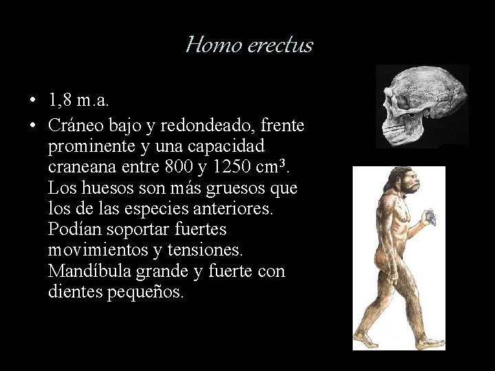 Homo erectus • 1, 8 m. a. • Cráneo bajo y redondeado, frente prominente