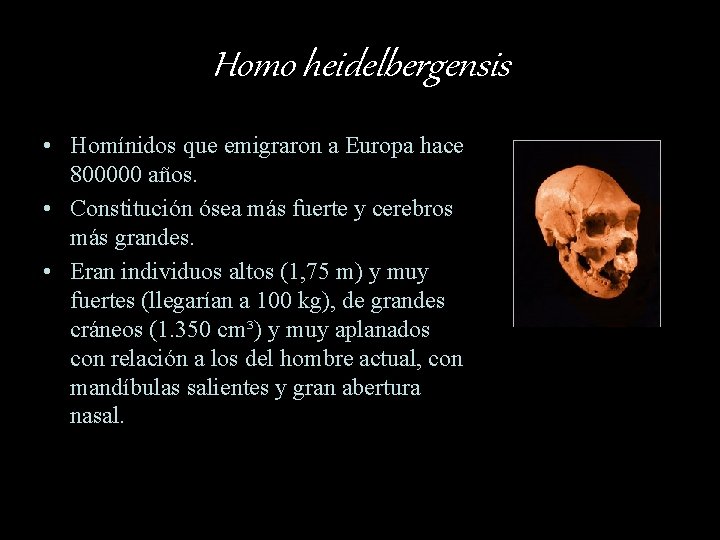 Homo heidelbergensis • Homínidos que emigraron a Europa hace 800000 años. • Constitución ósea