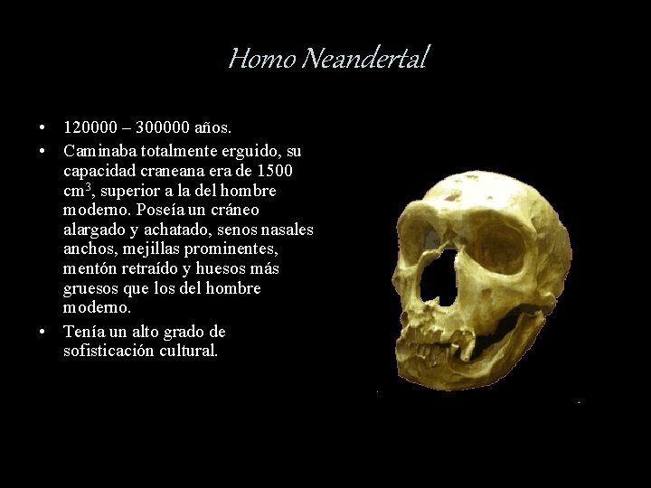 Homo Neandertal • 120000 – 300000 años. • Caminaba totalmente erguido, su capacidad craneana