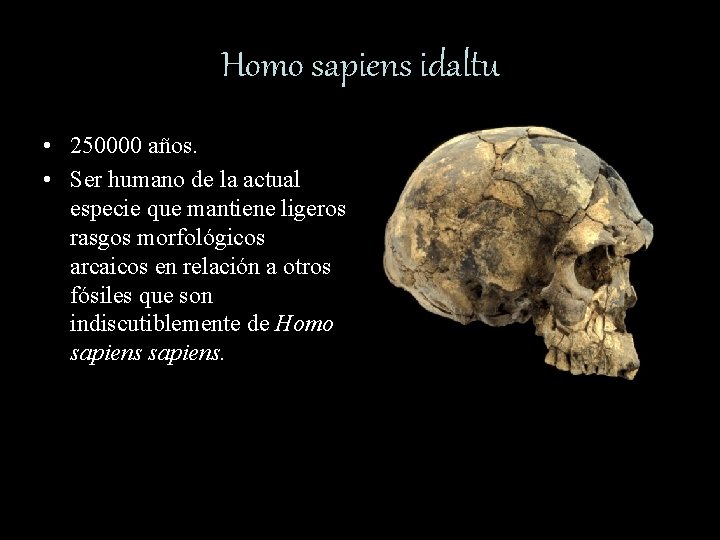 Homo sapiens idaltu • 250000 años. • Ser humano de la actual especie que