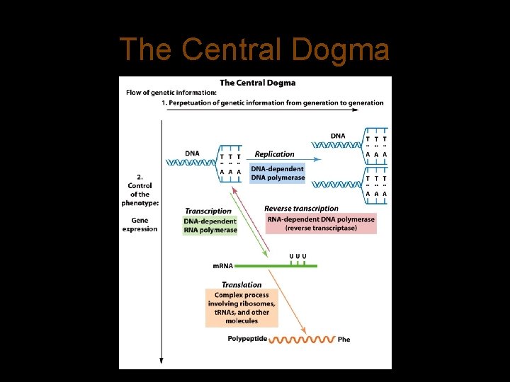 The Central Dogma 