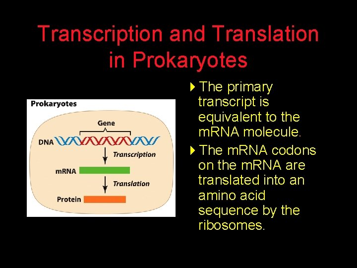 Transcription and Translation in Prokaryotes 4 The primary transcript is equivalent to the m.