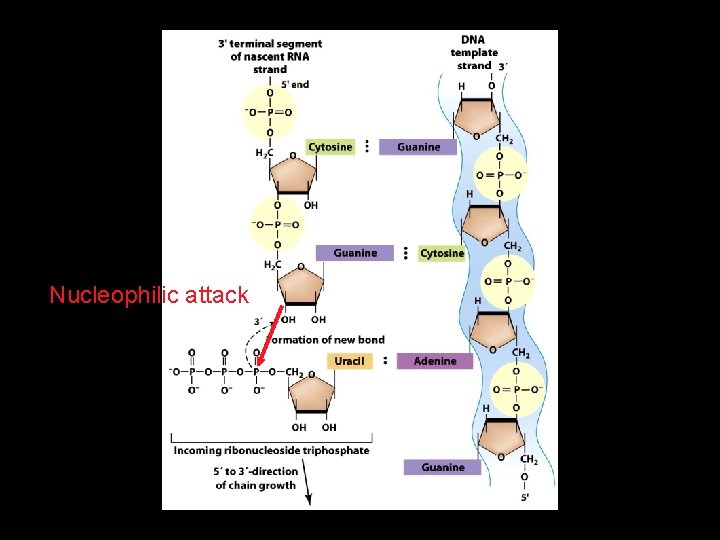 Nucleophilic attack 