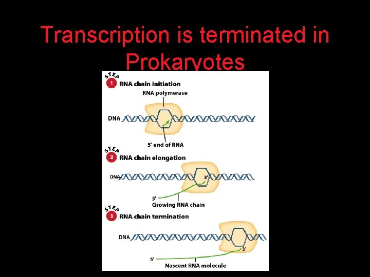 Transcription is terminated in Prokaryotes 