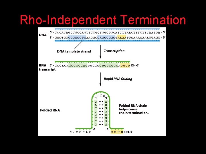 Rho-Independent Termination 