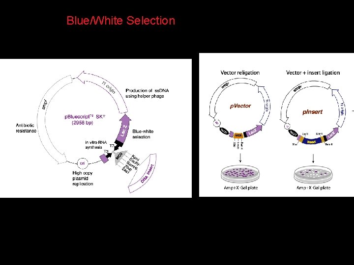 Blue/White Selection 