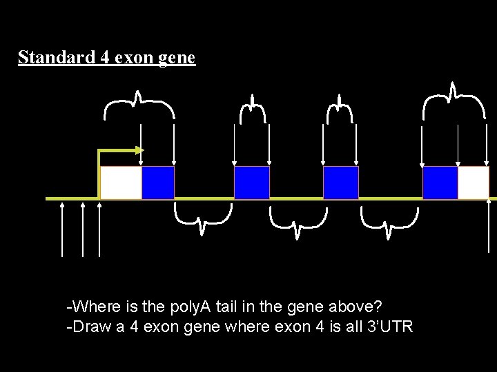 Standard 4 exon gene -Where is the poly. A tail in the gene above?