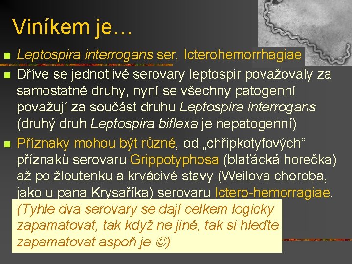 Viníkem je… n n n Leptospira interrogans ser. Icterohemorrhagiae Dříve se jednotlivé serovary leptospir