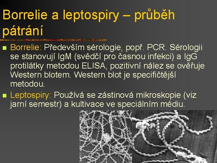 Borrelie a leptospiry – průběh pátrání n n Borrelie: Především sérologie, popř. PCR. Sérologii