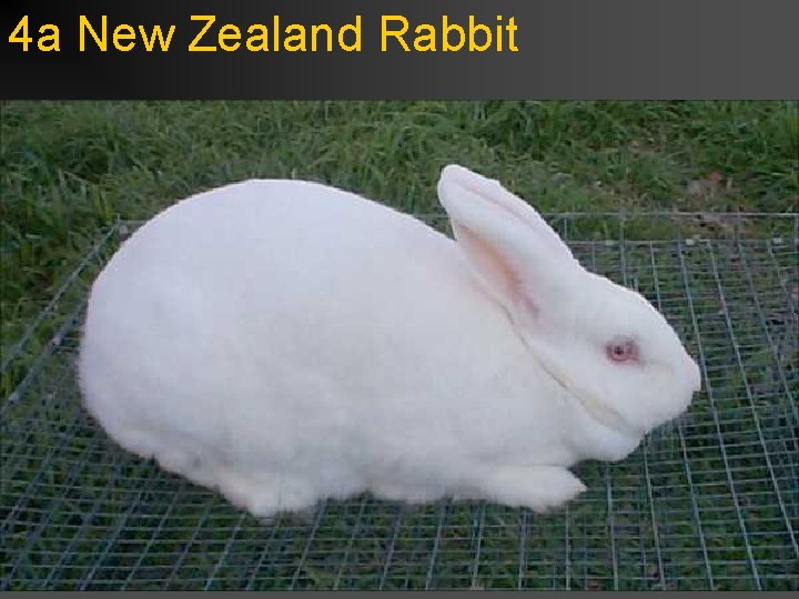 4 a New Zealand Rabbit 