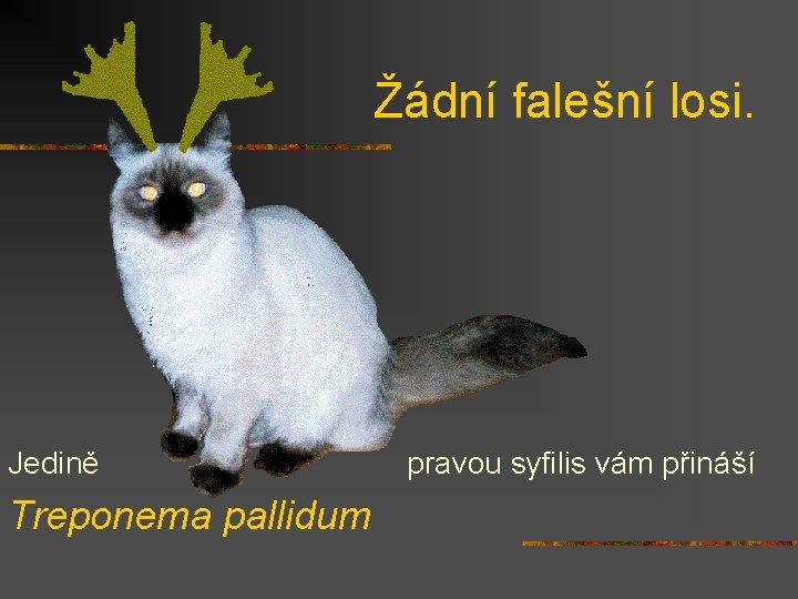 Žádní falešní losi. Jedině Treponema pallidum pravou syfilis vám přináší 