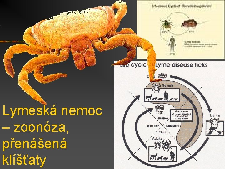 Lymeská nemoc – zoonóza, přenášená klíšťaty 