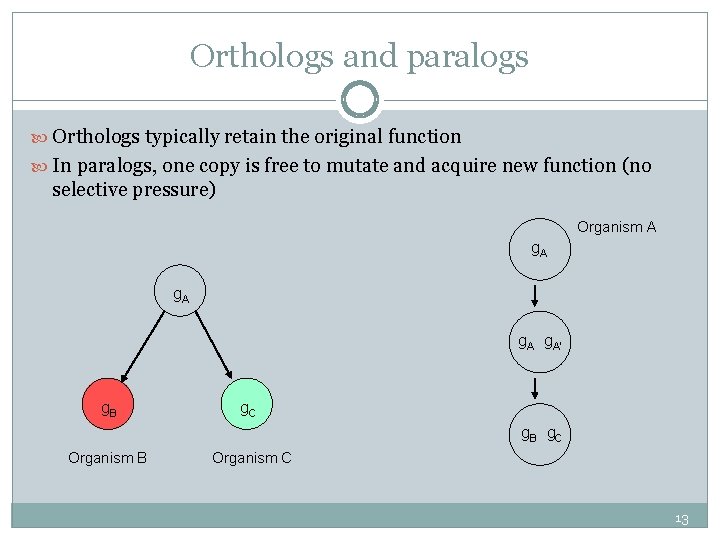 Orthologs and paralogs Orthologs typically retain the original function In paralogs, one copy is