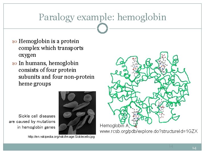 Paralogy example: hemoglobin Hemoglobin is a protein complex which transports oxygen In humans, hemoglobin