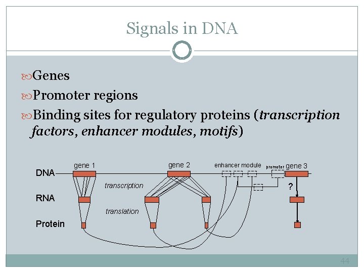 Signals in DNA Genes Promoter regions Binding sites for regulatory proteins (transcription factors, enhancer